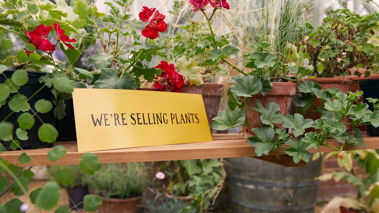 Shoscombe village plant sale